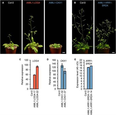 The Cytokinin Status of the Epidermis Regulates Aspects of Vegetative and Reproductive Development in Arabidopsis thaliana